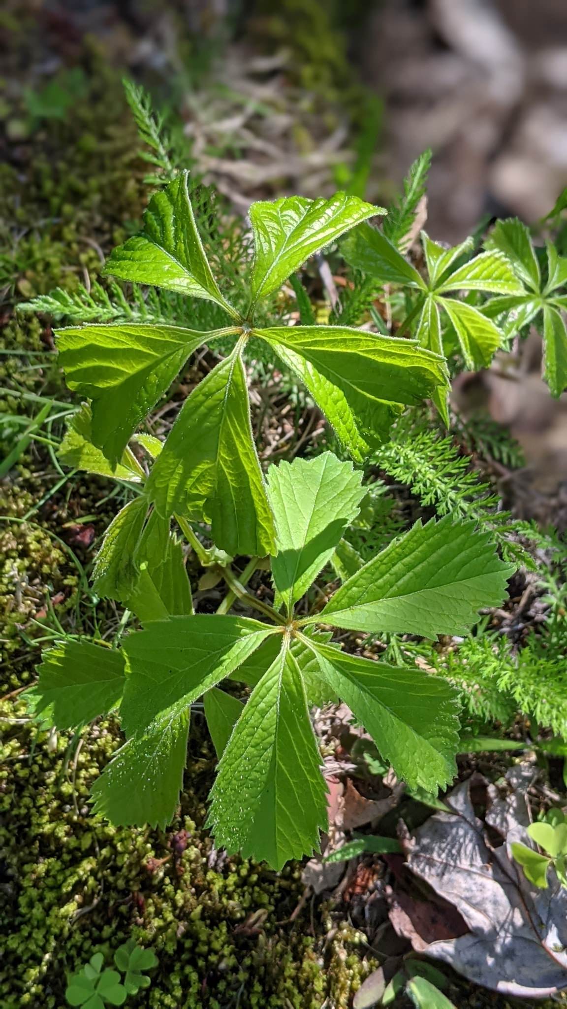 Parthenocissus quinquefolia